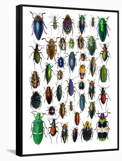 Colorful Design and Pattern of Beetles-Darrell Gulin-Framed Stretched Canvas