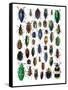 Colorful Design and Pattern of Beetles-Darrell Gulin-Framed Stretched Canvas