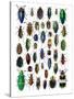 Colorful Design and Pattern of Beetles-Darrell Gulin-Stretched Canvas