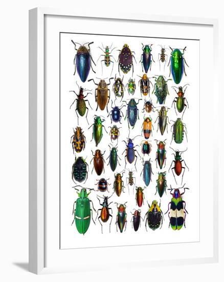 Colorful Design and Pattern of Beetles-Darrell Gulin-Framed Premium Photographic Print