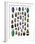 Colorful Design and Pattern of Beetles-Darrell Gulin-Framed Premium Photographic Print