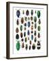 Colorful Design and Pattern of Beetles-Darrell Gulin-Framed Premium Photographic Print