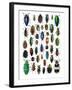 Colorful Design and Pattern of Beetles-Darrell Gulin-Framed Premium Photographic Print