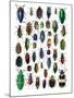 Colorful Design and Pattern of Beetles-Darrell Gulin-Mounted Premium Photographic Print