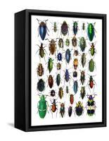 Colorful Design and Pattern of Beetles-Darrell Gulin-Framed Stretched Canvas