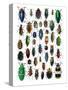 Colorful Design and Pattern of Beetles-Darrell Gulin-Stretched Canvas