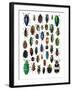 Colorful Design and Pattern of Beetles-Darrell Gulin-Framed Photographic Print