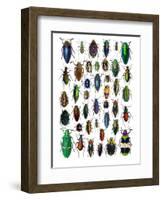 Colorful Design and Pattern of Beetles-Darrell Gulin-Framed Photographic Print