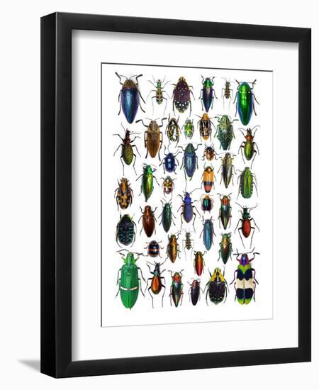 Colorful Design and Pattern of Beetles-Darrell Gulin-Framed Photographic Print