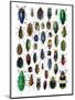 Colorful Design and Pattern of Beetles-Darrell Gulin-Mounted Photographic Print