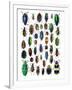 Colorful Design and Pattern of Beetles-Darrell Gulin-Framed Photographic Print