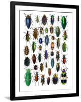 Colorful Design and Pattern of Beetles-Darrell Gulin-Framed Photographic Print