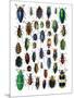 Colorful Design and Pattern of Beetles-Darrell Gulin-Mounted Photographic Print