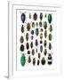 Colorful Design and Pattern of Beetles-Darrell Gulin-Framed Photographic Print