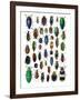 Colorful Design and Pattern of Beetles-Darrell Gulin-Framed Photographic Print