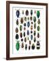 Colorful Design and Pattern of Beetles-Darrell Gulin-Framed Photographic Print