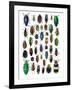 Colorful Design and Pattern of Beetles-Darrell Gulin-Framed Photographic Print