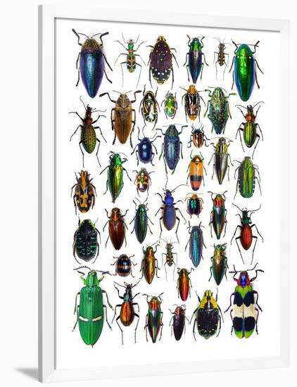 Colorful Design and Pattern of Beetles-Darrell Gulin-Framed Photographic Print