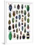 Colorful Design and Pattern of Beetles-Darrell Gulin-Framed Photographic Print