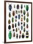 Colorful Design and Pattern of Beetles-Darrell Gulin-Framed Photographic Print