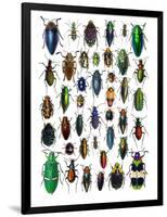 Colorful Design and Pattern of Beetles-Darrell Gulin-Framed Photographic Print