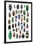 Colorful Design and Pattern of Beetles-Darrell Gulin-Framed Photographic Print