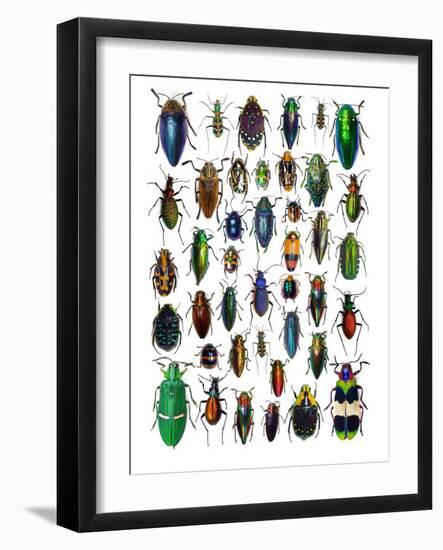 Colorful Design and Pattern of Beetles-Darrell Gulin-Framed Photographic Print