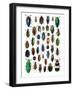 Colorful Design and Pattern of Beetles-Darrell Gulin-Framed Photographic Print