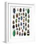 Colorful Design and Pattern of Beetles-Darrell Gulin-Framed Photographic Print