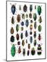 Colorful Design and Pattern of Beetles-Darrell Gulin-Mounted Photographic Print