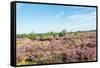 Colorful Dune Landscape-Ruud Morijn-Framed Stretched Canvas