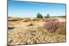 Colorful Dune Landscape-Ruud Morijn-Mounted Photographic Print