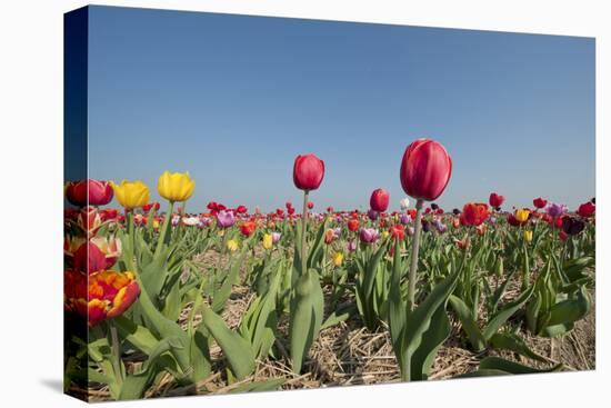 Colorful Dutch Tulips in Flower Fields Outdoor-Ivonnewierink-Stretched Canvas