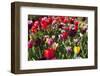 Colorful Dutch Tulips in Flower Fields Outdoor-Ivonnewierink-Framed Photographic Print