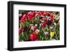 Colorful Dutch Tulips in Flower Fields Outdoor-Ivonnewierink-Framed Photographic Print