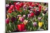 Colorful Dutch Tulips in Flower Fields Outdoor-Ivonnewierink-Mounted Photographic Print