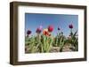 Colorful Dutch Tulips in Flower Fields Outdoor-Ivonnewierink-Framed Photographic Print