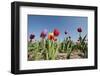 Colorful Dutch Tulips in Flower Fields Outdoor-Ivonnewierink-Framed Photographic Print