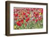 Colorful Dutch Tulips in Flower Fields Outdoor-Ivonnewierink-Framed Photographic Print