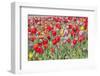 Colorful Dutch Tulips in Flower Fields Outdoor-Ivonnewierink-Framed Photographic Print