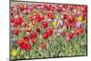 Colorful Dutch Tulips in Flower Fields Outdoor-Ivonnewierink-Mounted Photographic Print