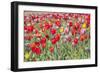 Colorful Dutch Tulips in Flower Fields Outdoor-Ivonnewierink-Framed Photographic Print