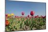 Colorful Dutch Tulips in Flower Fields Outdoor-Ivonnewierink-Mounted Photographic Print