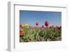 Colorful Dutch Tulips in Flower Fields Outdoor-Ivonnewierink-Framed Photographic Print