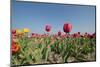 Colorful Dutch Tulips in Flower Fields Outdoor-Ivonnewierink-Mounted Photographic Print