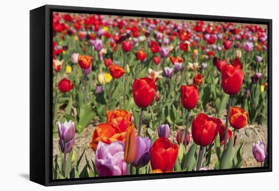 Colorful Dutch Tulips-Ivonnewierink-Framed Stretched Canvas