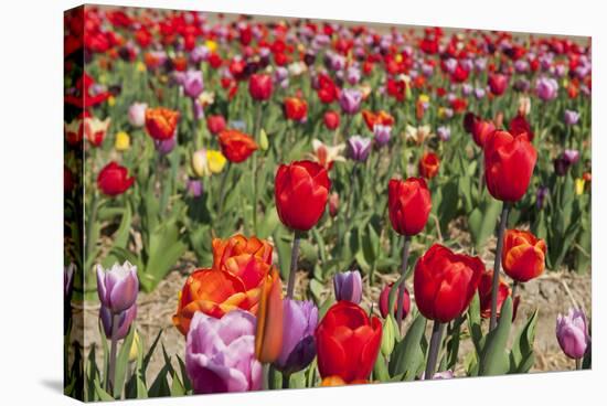 Colorful Dutch Tulips-Ivonnewierink-Stretched Canvas