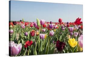 Colorful Dutch Tulips-Ivonnewierink-Stretched Canvas