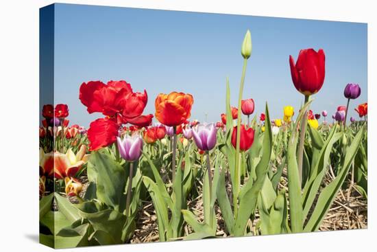 Colorful Dutch Tulips-Ivonnewierink-Stretched Canvas