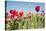 Colorful Dutch Tulips-Ivonnewierink-Stretched Canvas